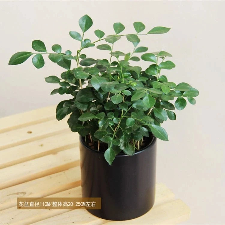 九里香开花绿植室内外办公室好养易活四季常青盆栽