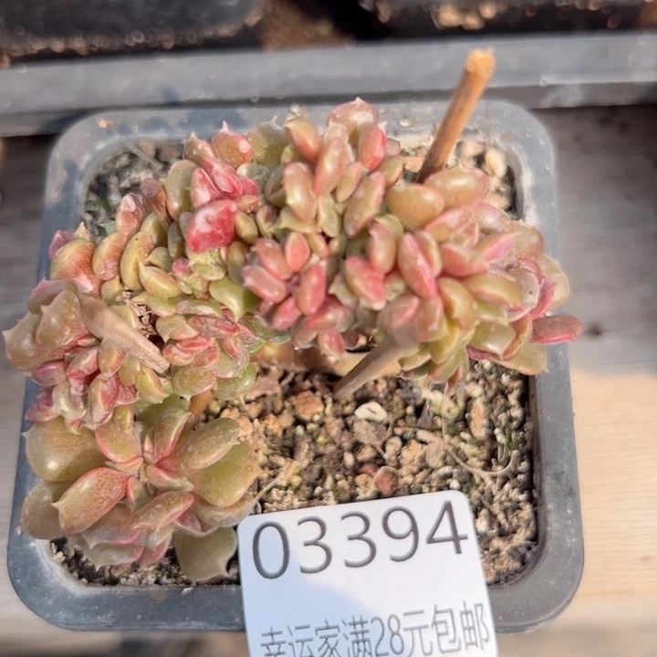 幸运的是我的朋友们一起