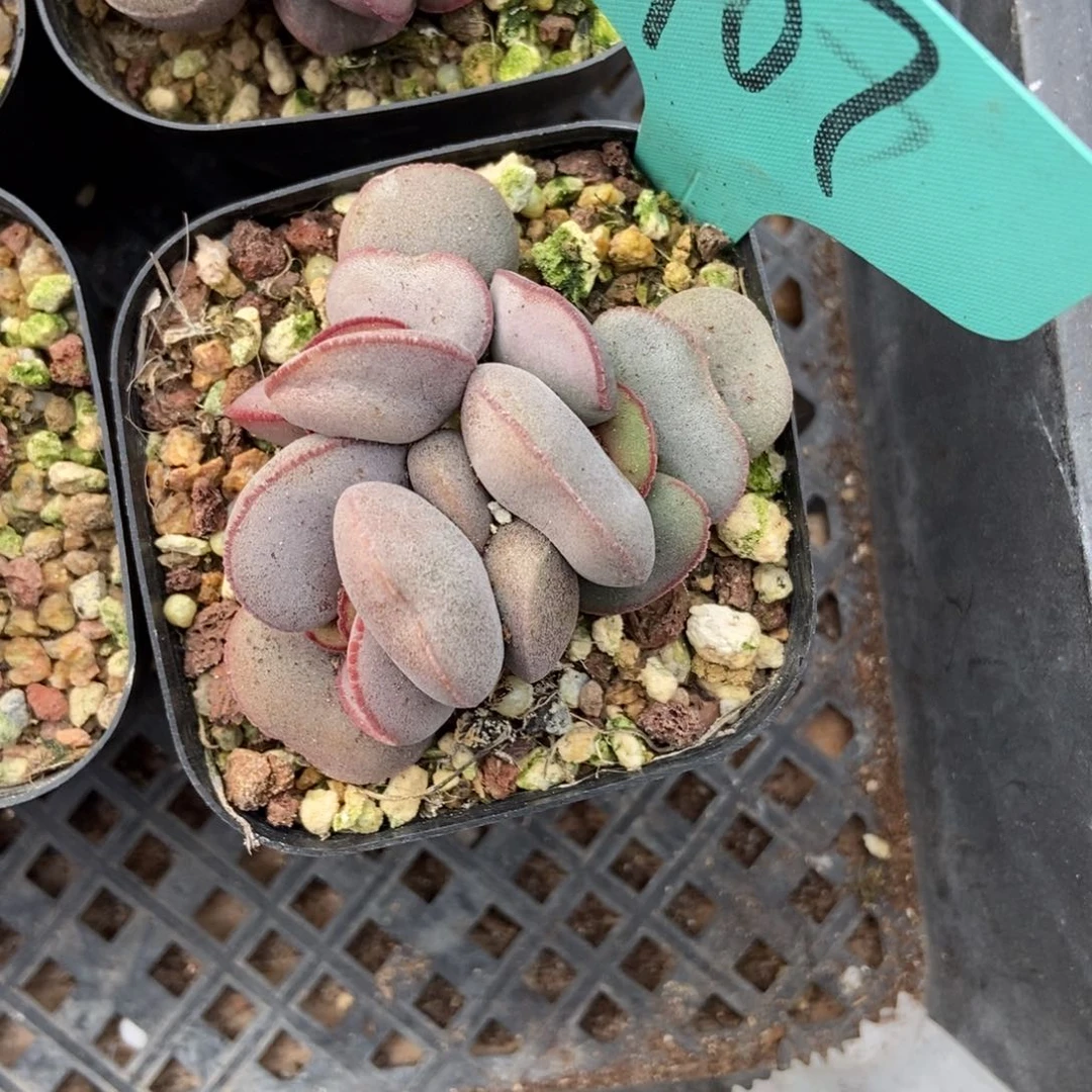 707红蛋多肉植物保护