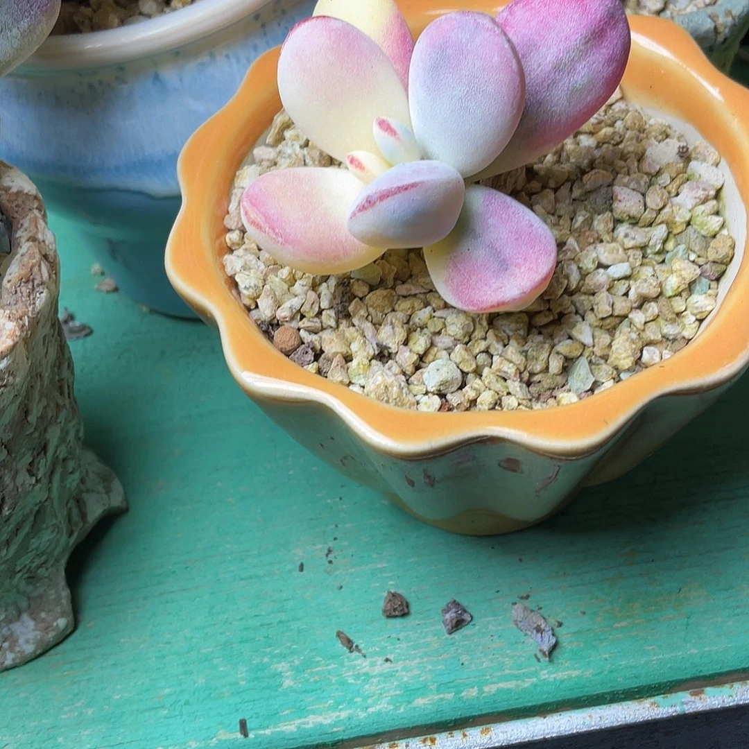 g****a多肉植物的生长发育与生长发育