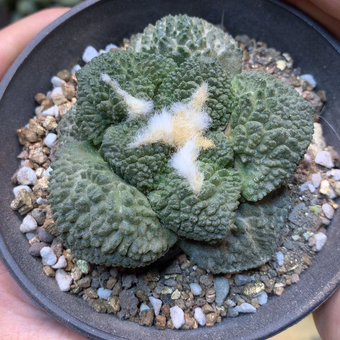 30号 自根出根芽 龟甲岩牡丹6.2公分带盆土发货