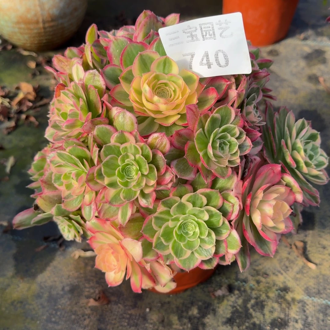 阿*多肉植物740水蜜桃