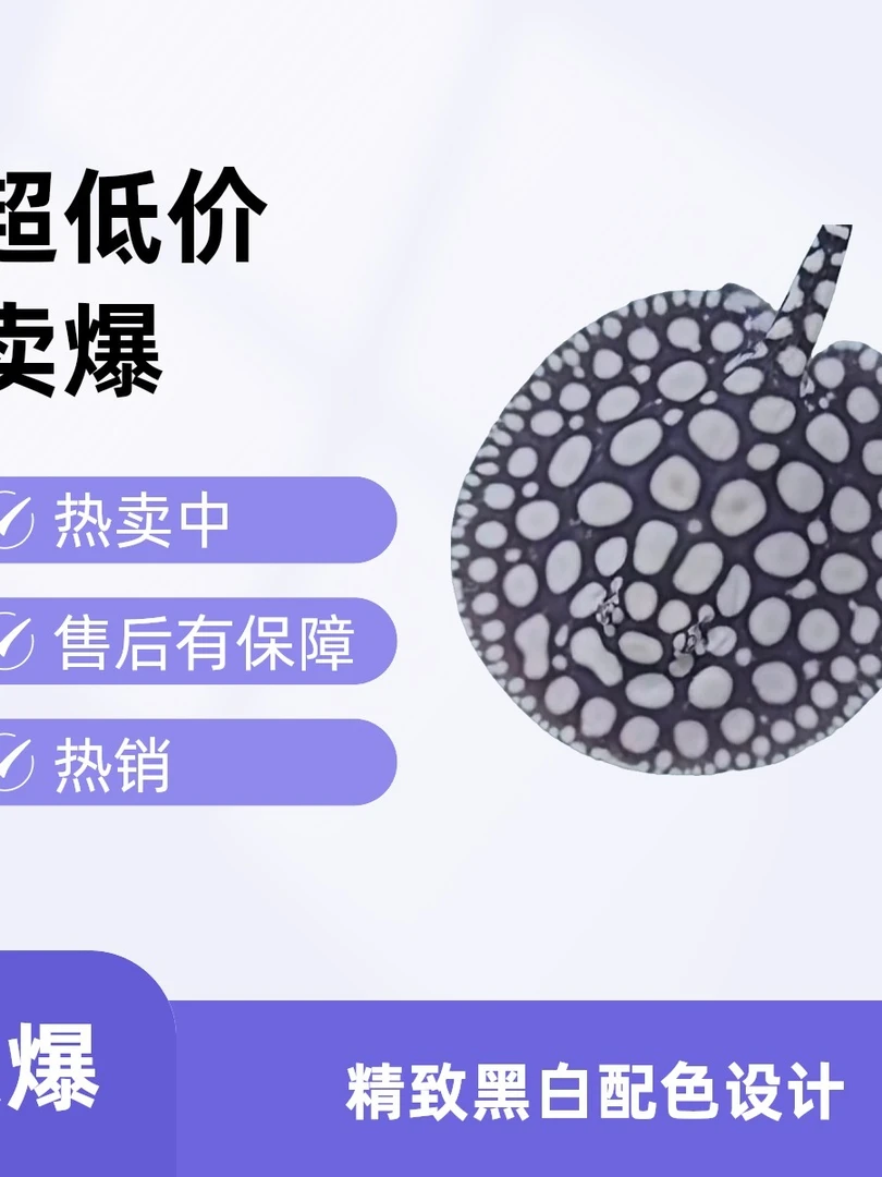 热带淡水观赏鱼黑白皇冠魟鱼活体顺丰包邮包损到家