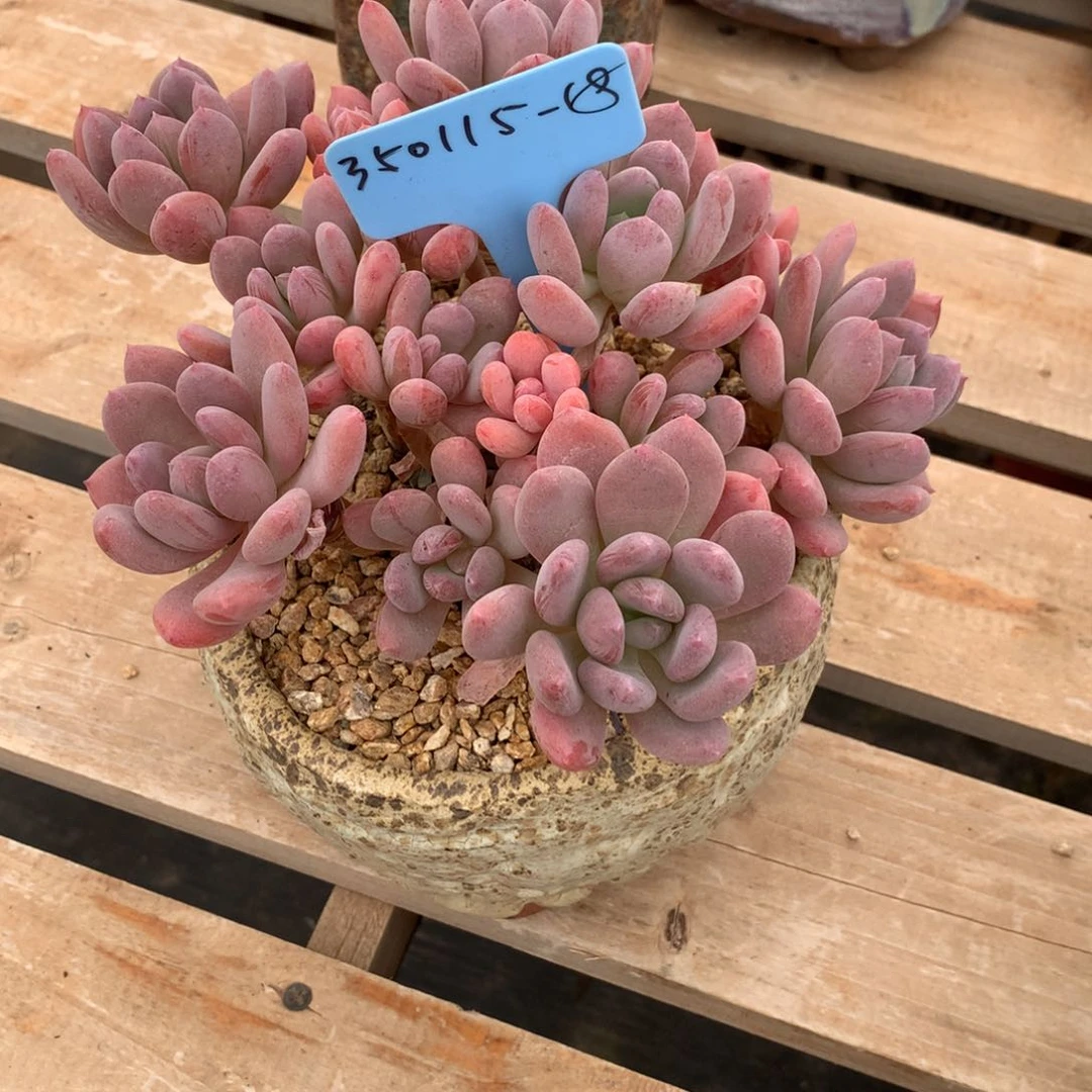 卿350115-18灰姑娘