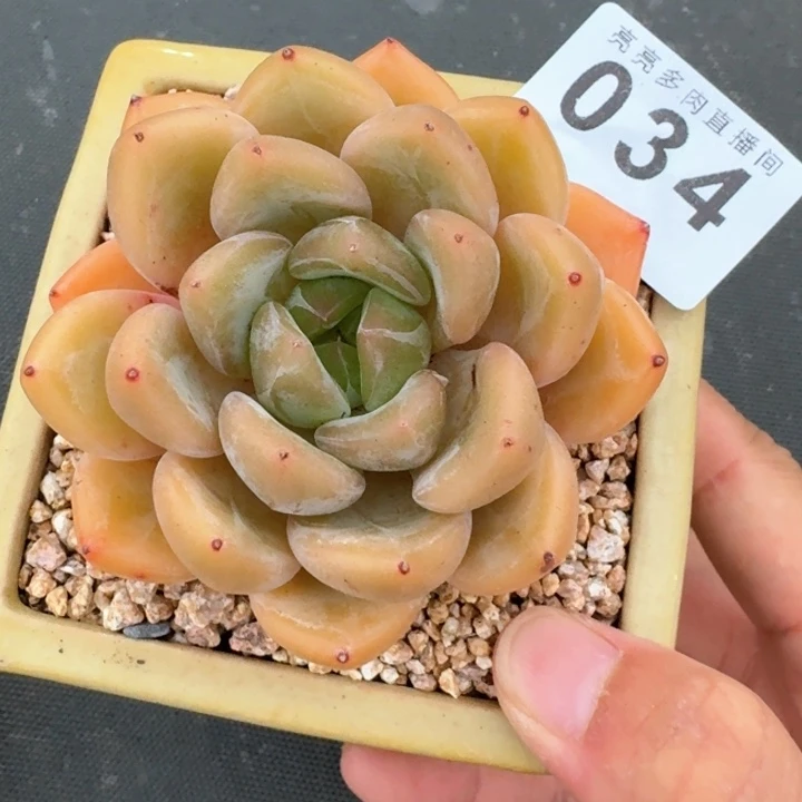 橘子美人            多肉植物