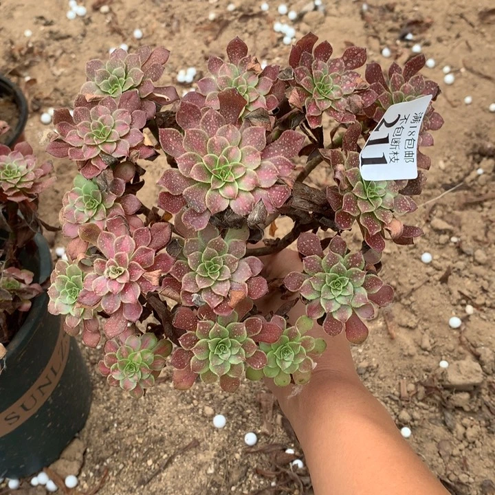 讽**姐211铜壶中班绣球1号