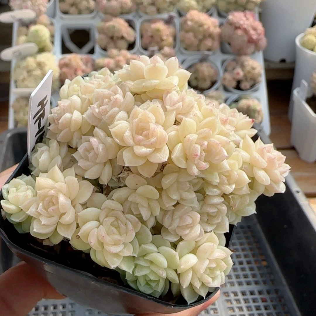 【闪购商品】0211-75（ht-14）