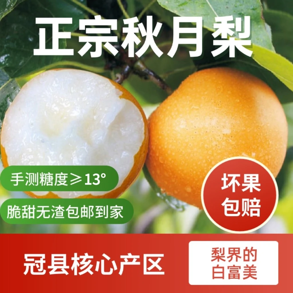山东正宗头茬秋月梨京东包邮现摘脆甜多汁中秋精品当季新鲜水果
