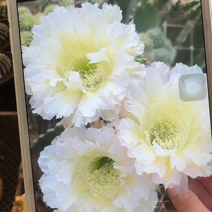 卷可可侧芽4公分彩草