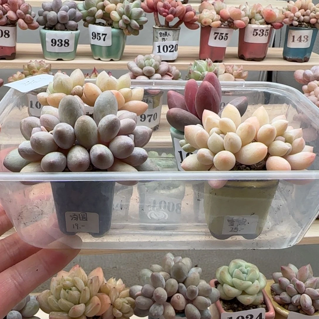 琳*专拍满38包邮（除新疆 西藏 内蒙）