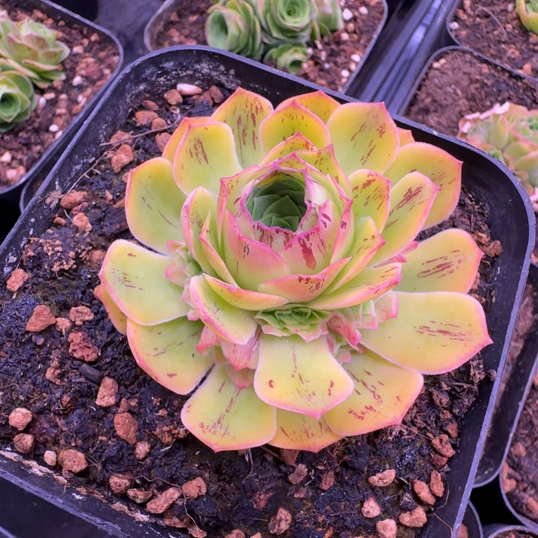 L113半城玫瑰黄帕玲珑海星