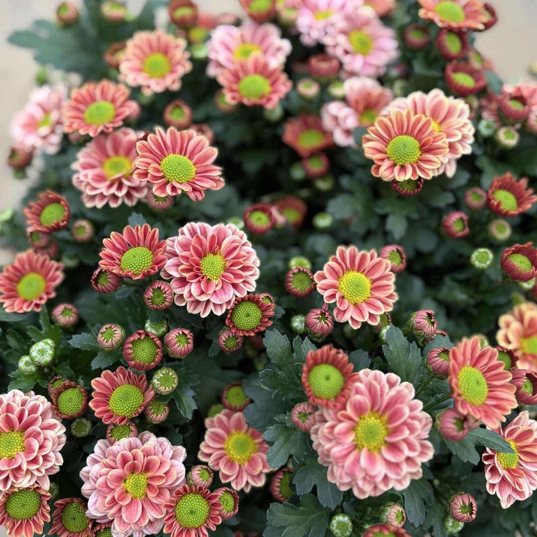 玲珑小菊 盆栽花阳台庭院耐热多花多季节开耐热耐寒抗病性