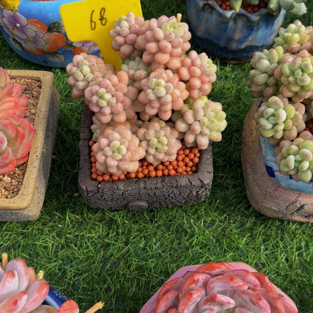 瑶****鱼子酱小老桩多肉