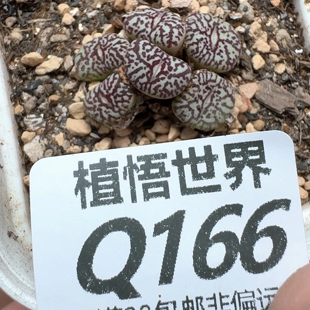 多肉植物的润泽从v