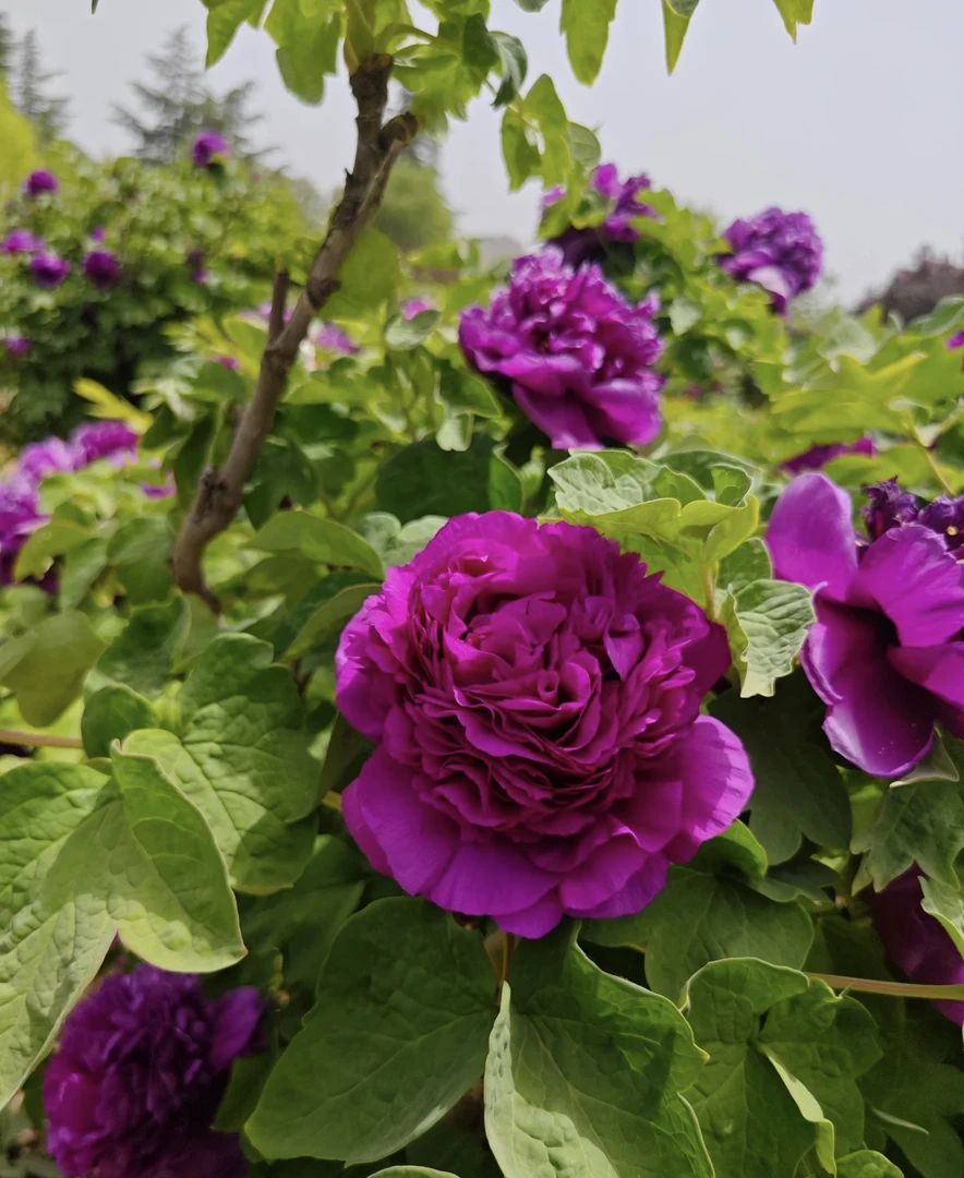 【首暗红】牡丹自带防伪 花农基地直发 下单先发肥料秋季发苗
