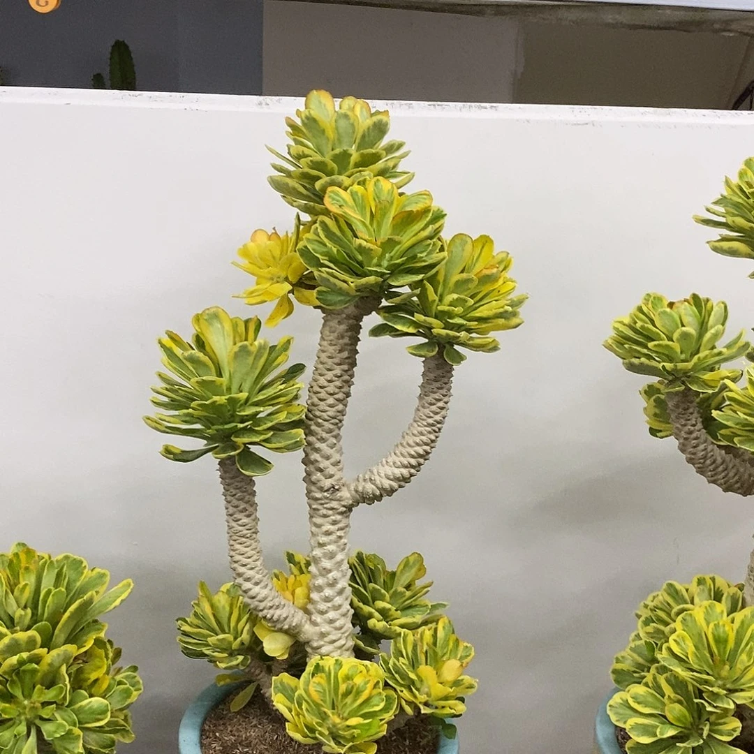 扇贝麒麟锦一物一拍