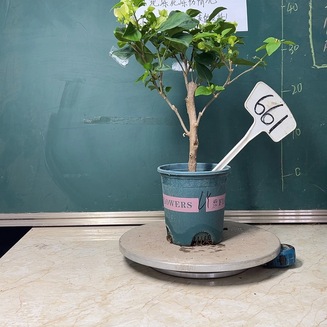 完全开放 福利 绿樱 粗杆  661