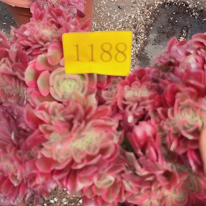 多肉植物福利1188