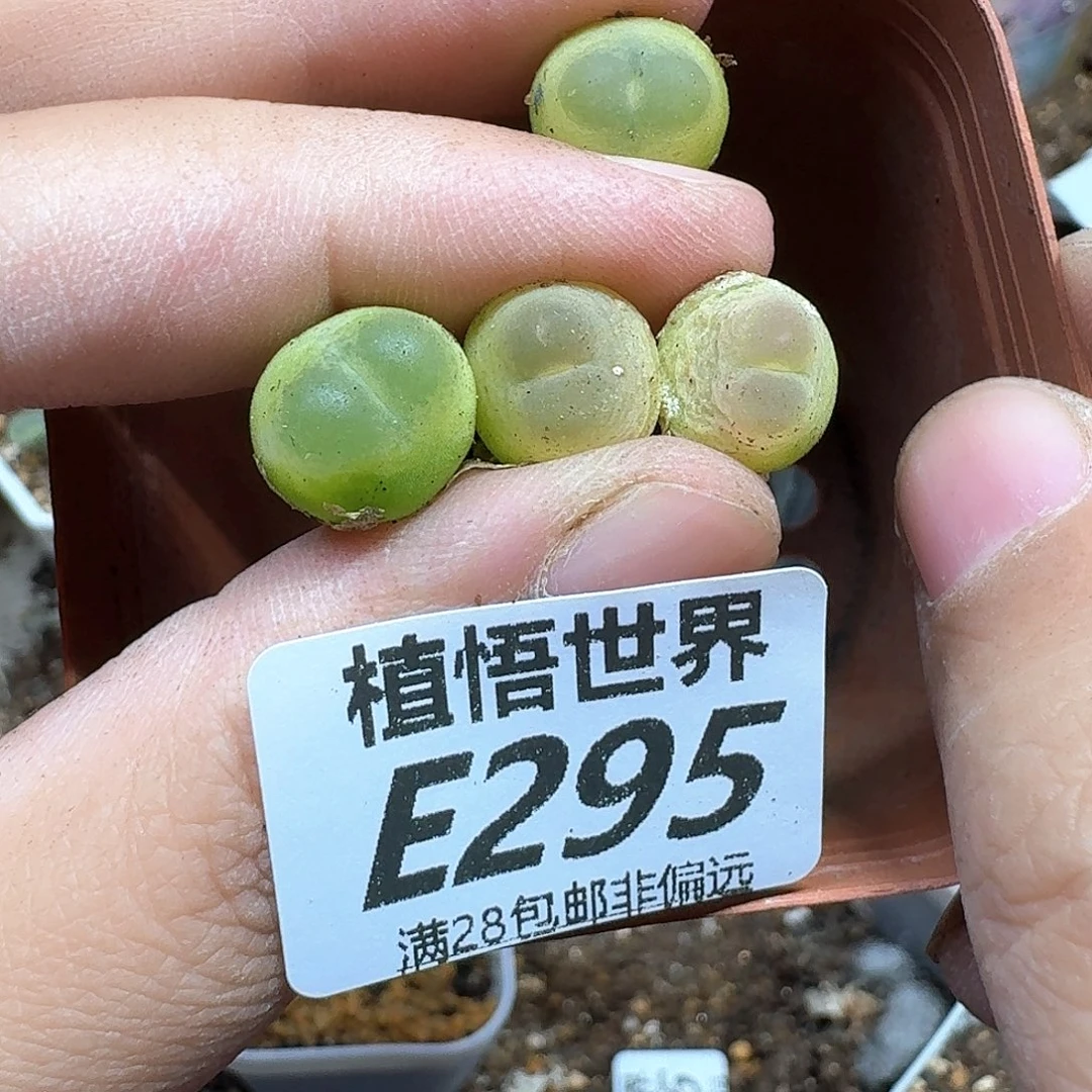 多肉植物的人生fgb