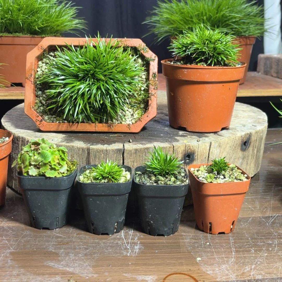 【闪购商品】完全开放太****盗