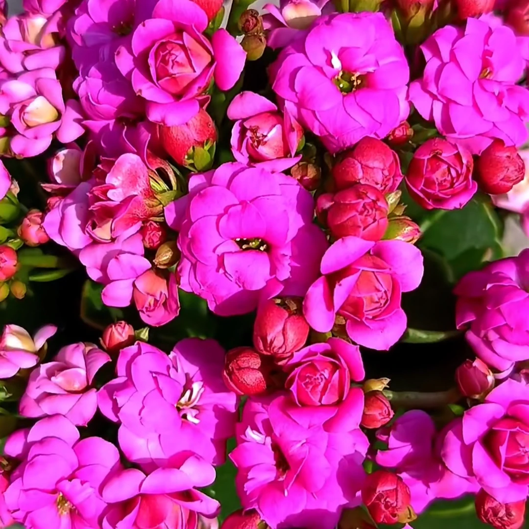 方帝娜：精品长寿带花苞（烂叶黄叶断个别花苞不售后，介意勿拍）