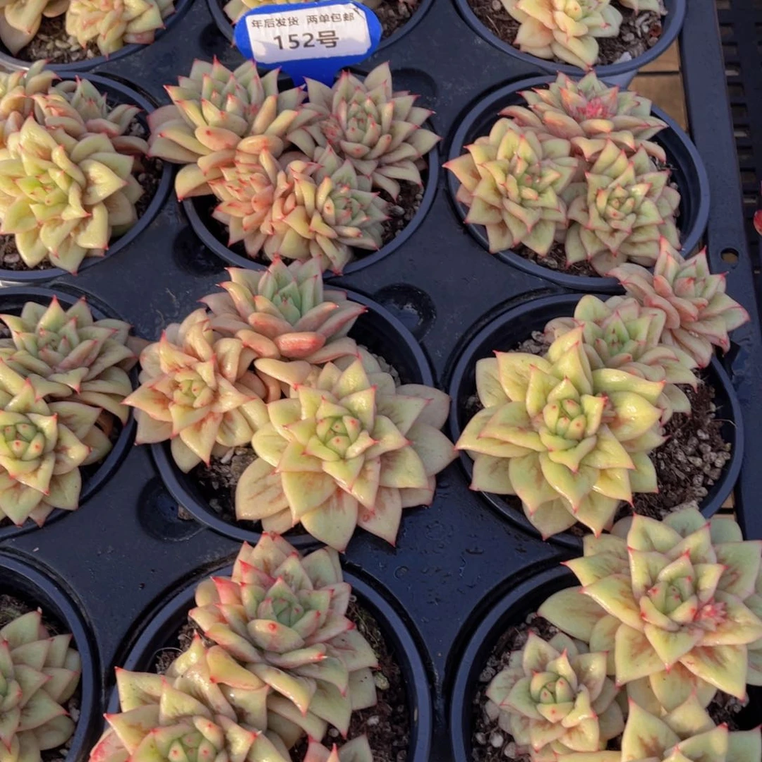 152号 三头起蔷薇玛利亚锦群一个