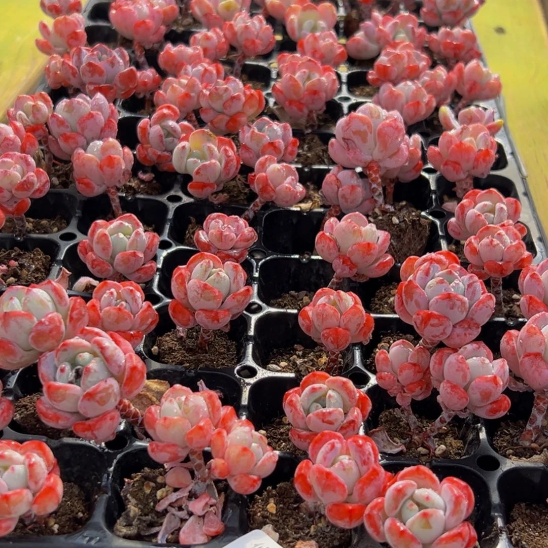 肌***喜688多肉葡萄的味道真的是很