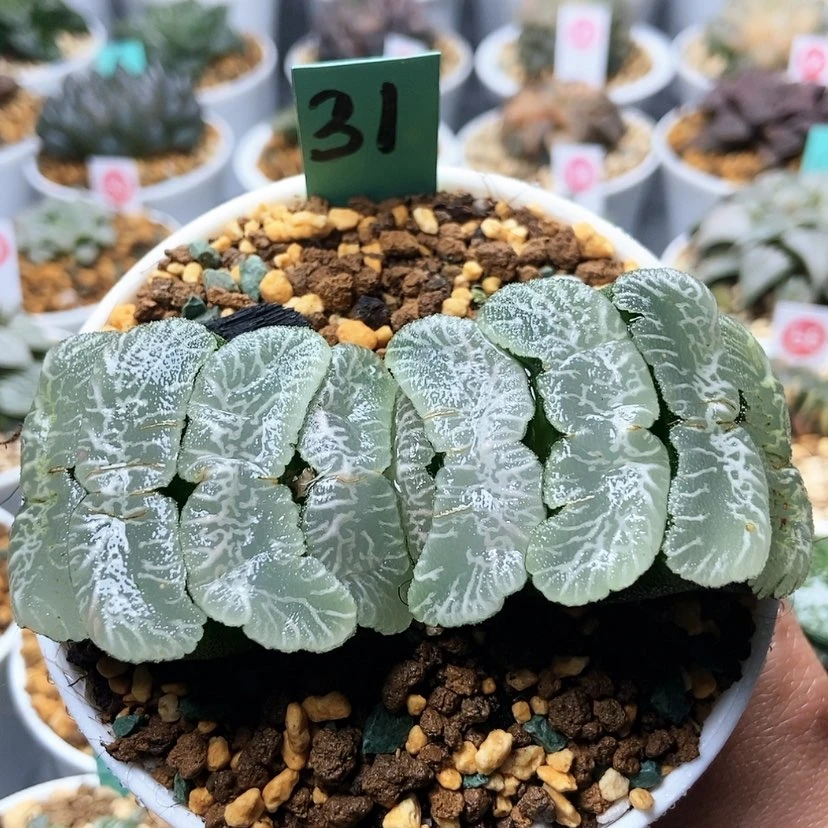 【闪购商品】31尼亚加拉瀑布玉扇