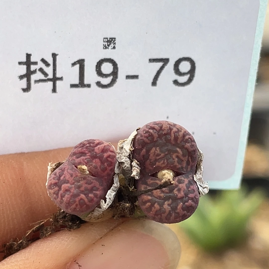 19-79鸟多肉植物肉锥