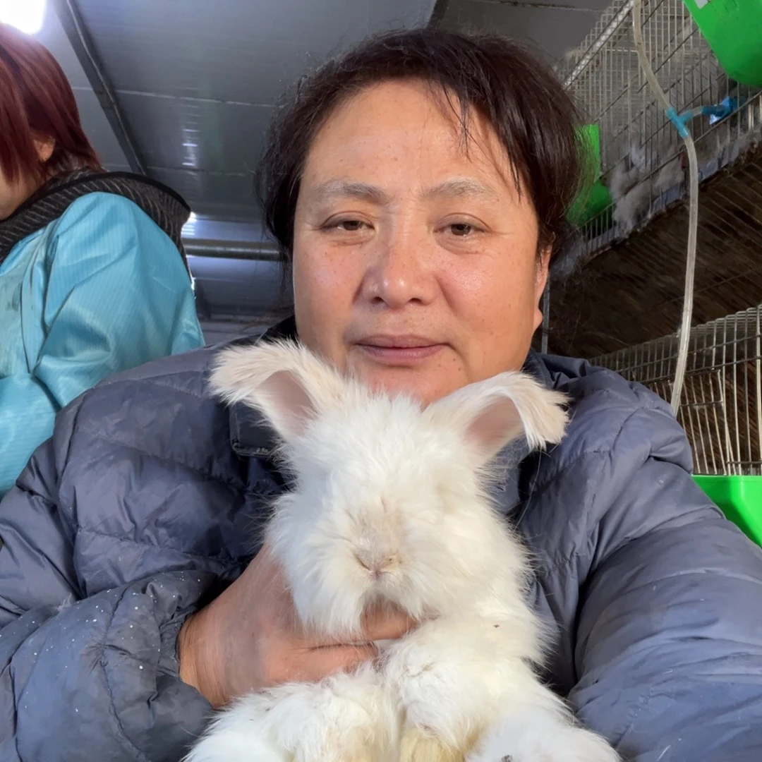 t***咪宠物兔英系安哥拉兔