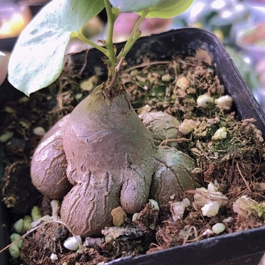 无花朵0907，4.9厘米象足龟甲龙