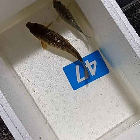 锦鲤669888555985588889999