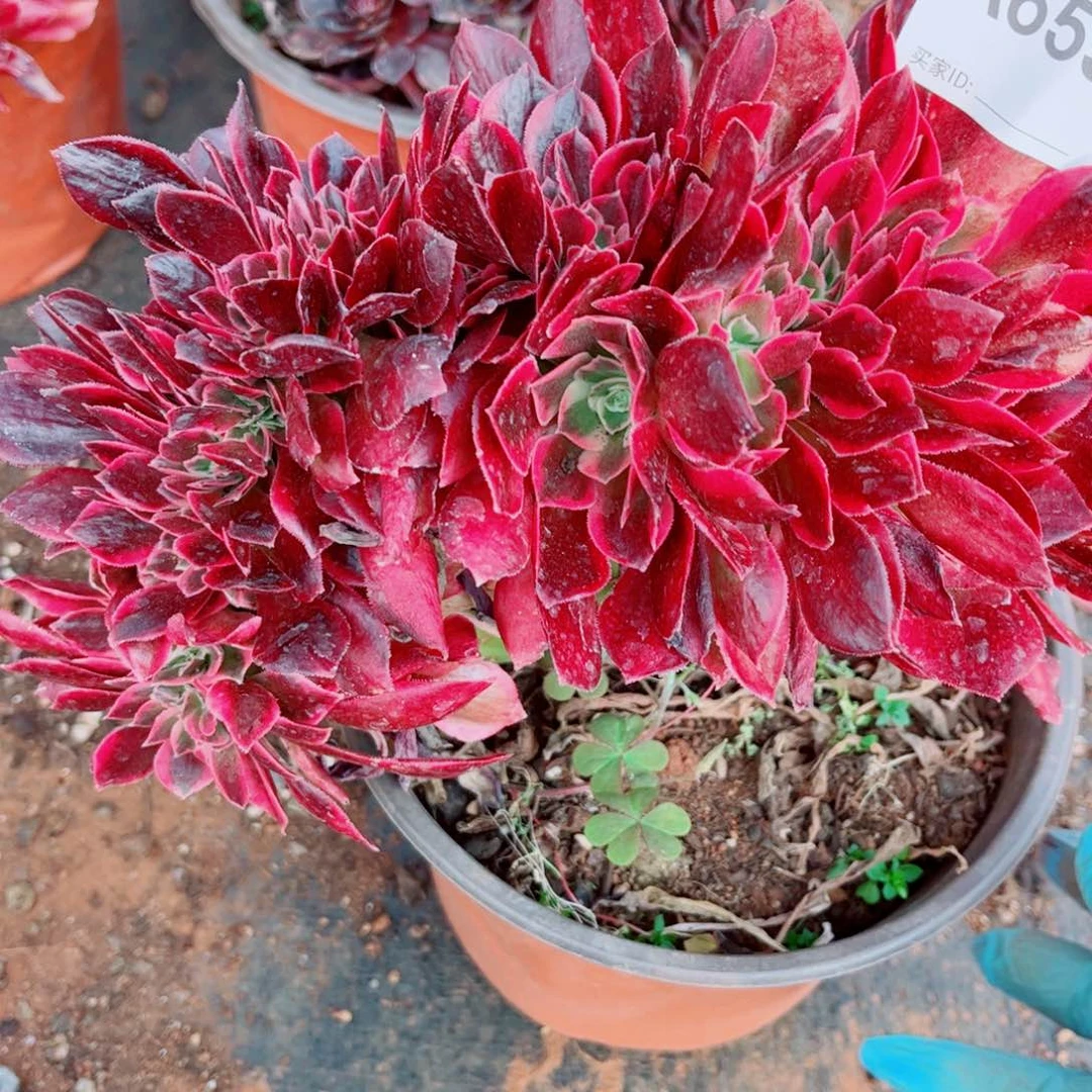 多肉植物655红袖