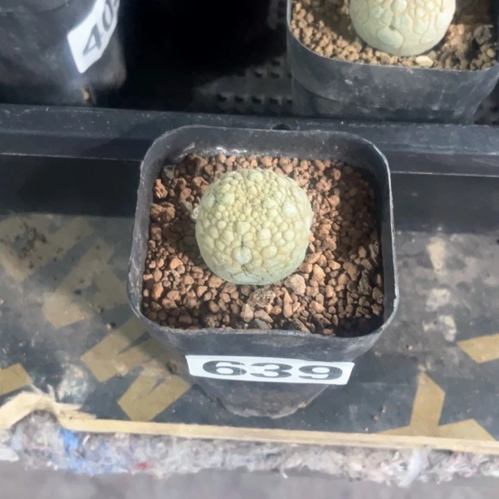 早****皮639凝提玉仙人球