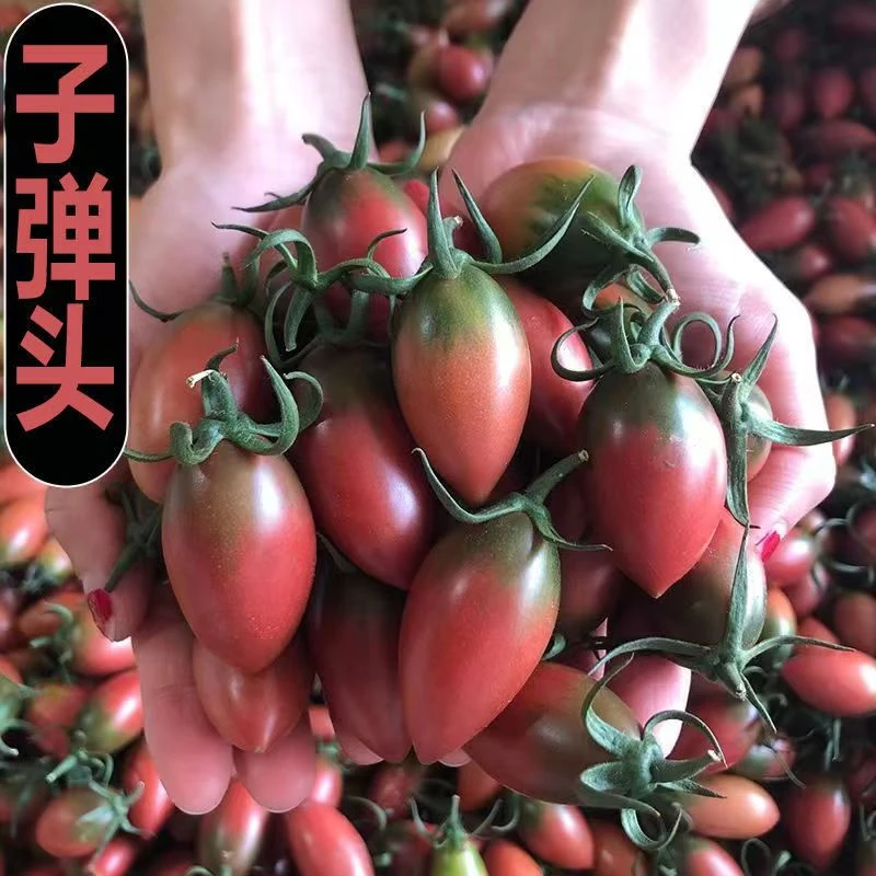 子弹头柿子 3斤/净果 【胖小仓果业】