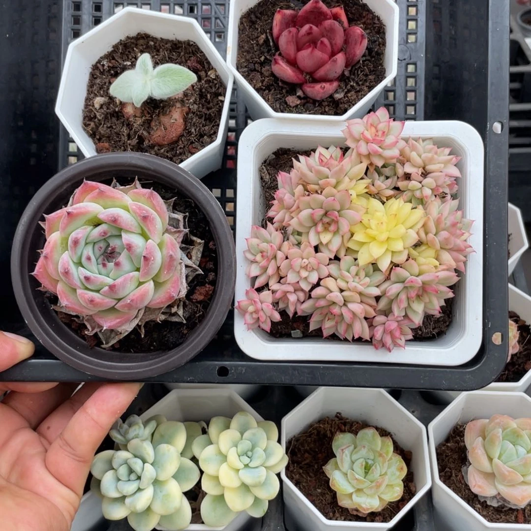 外*人7678四颗肉肉4.5厘米