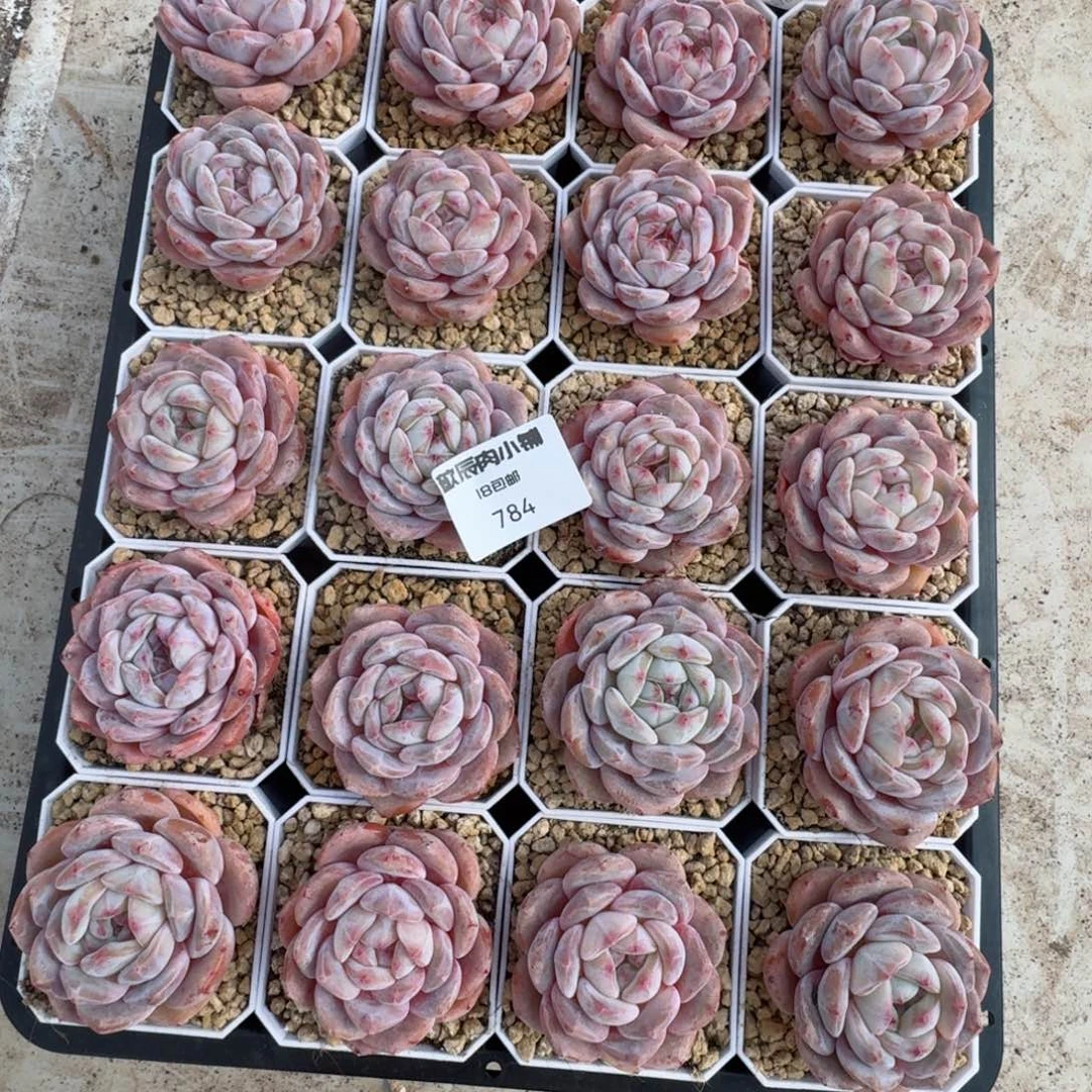 多肉植物星影石榴籽784量拍一颗