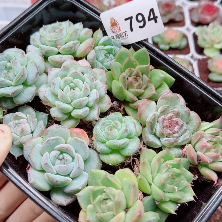 多肉植物多肉植物