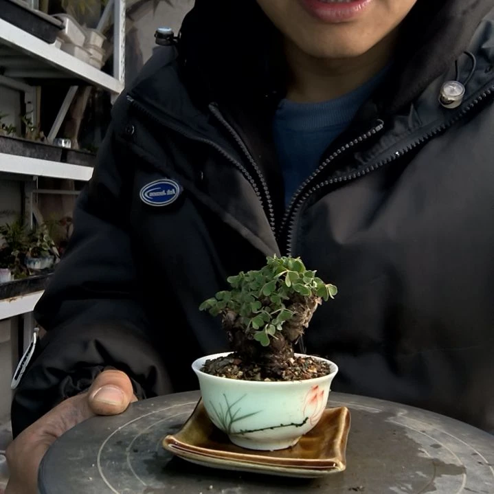 墨*小盆景小植物一物一拍79