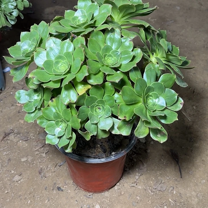 多肉植物法师大玫瑰4