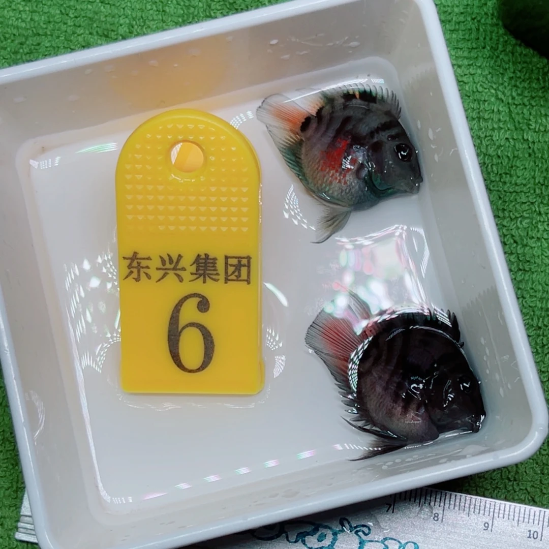 鹦鹉鱼摩卡色一对