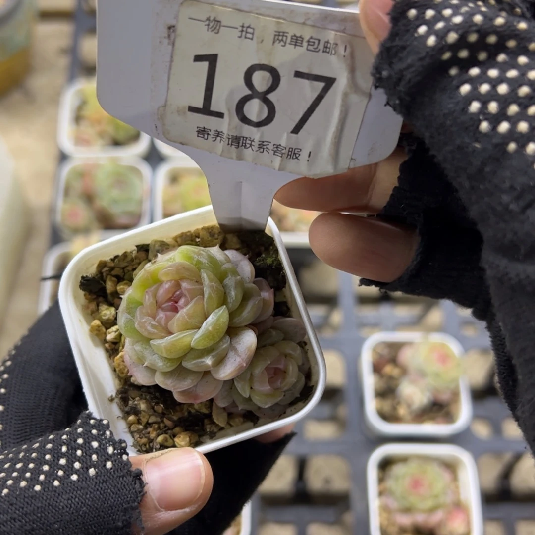 红陶187号多肉植物