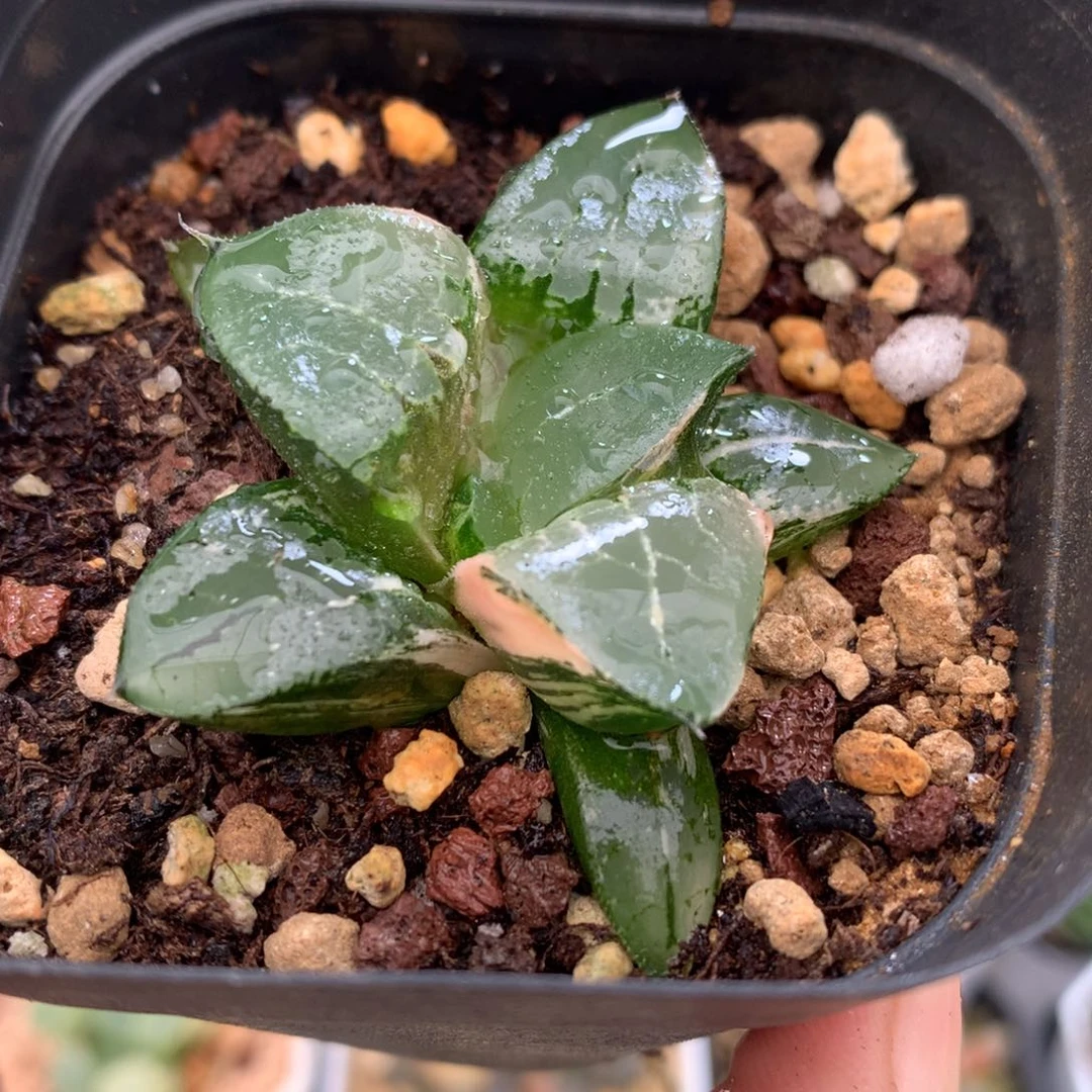 龙禧寿锦，带盆一起