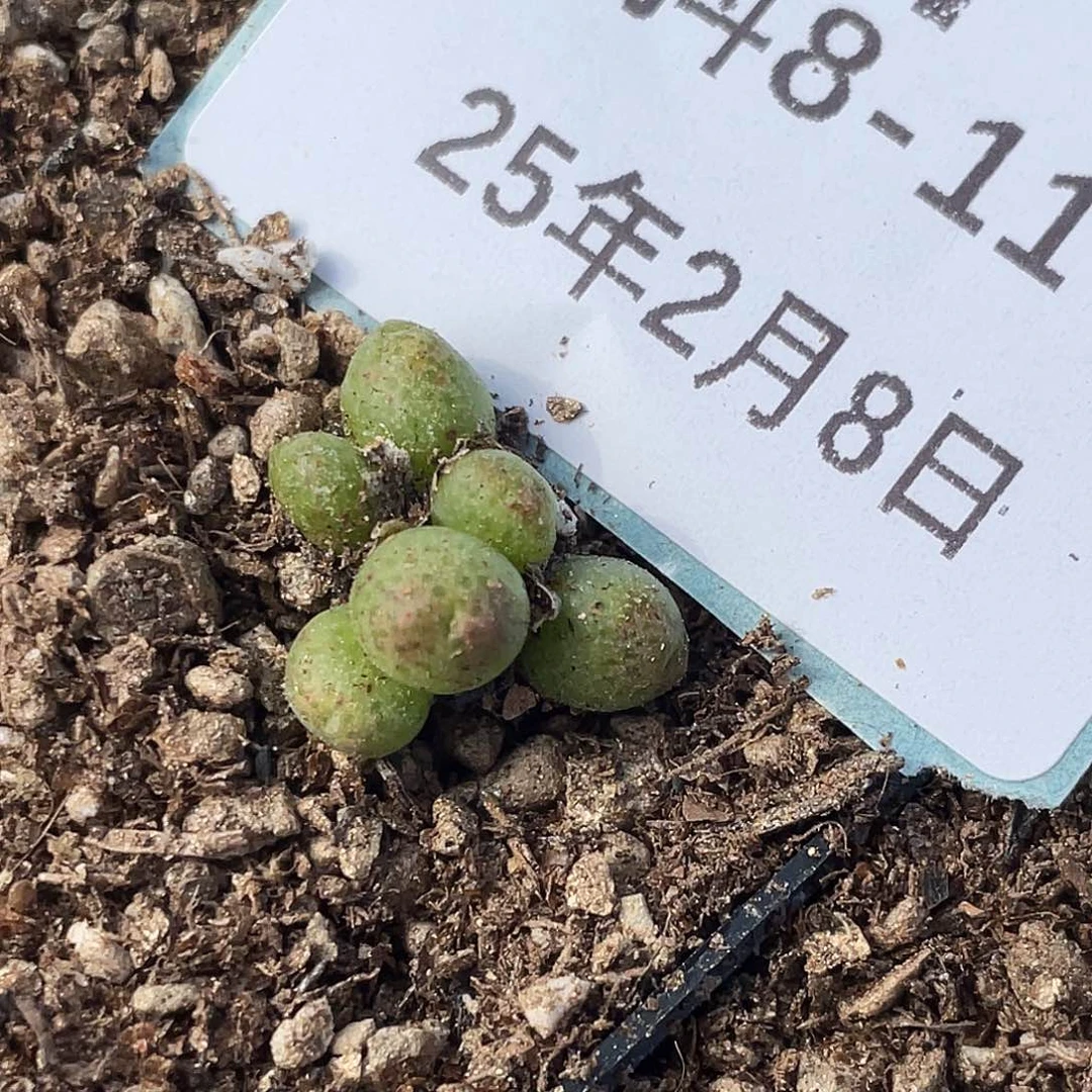 8-11斑马多肉植物