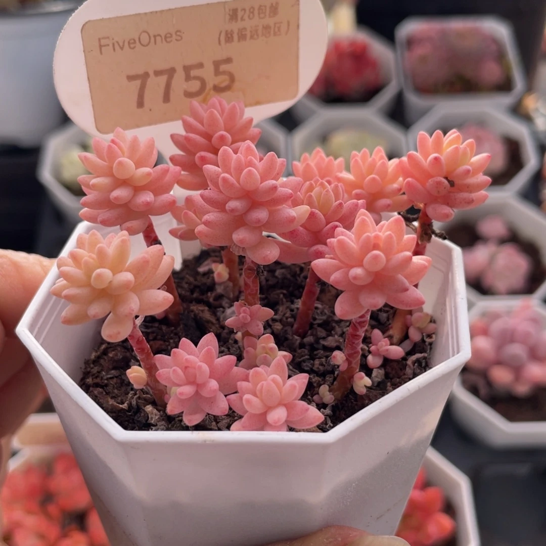 花团锦7755-6.0厘米散桩