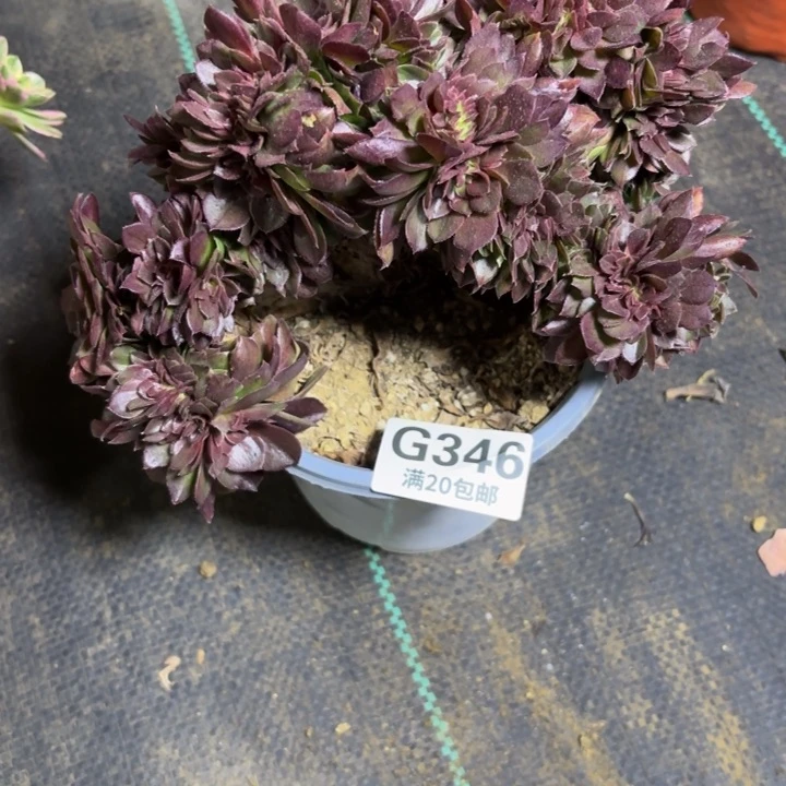 瑞妈一物一拍 346