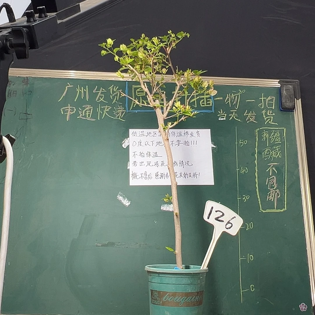 完全开放80CM 广红樱 棒棒糖 126
