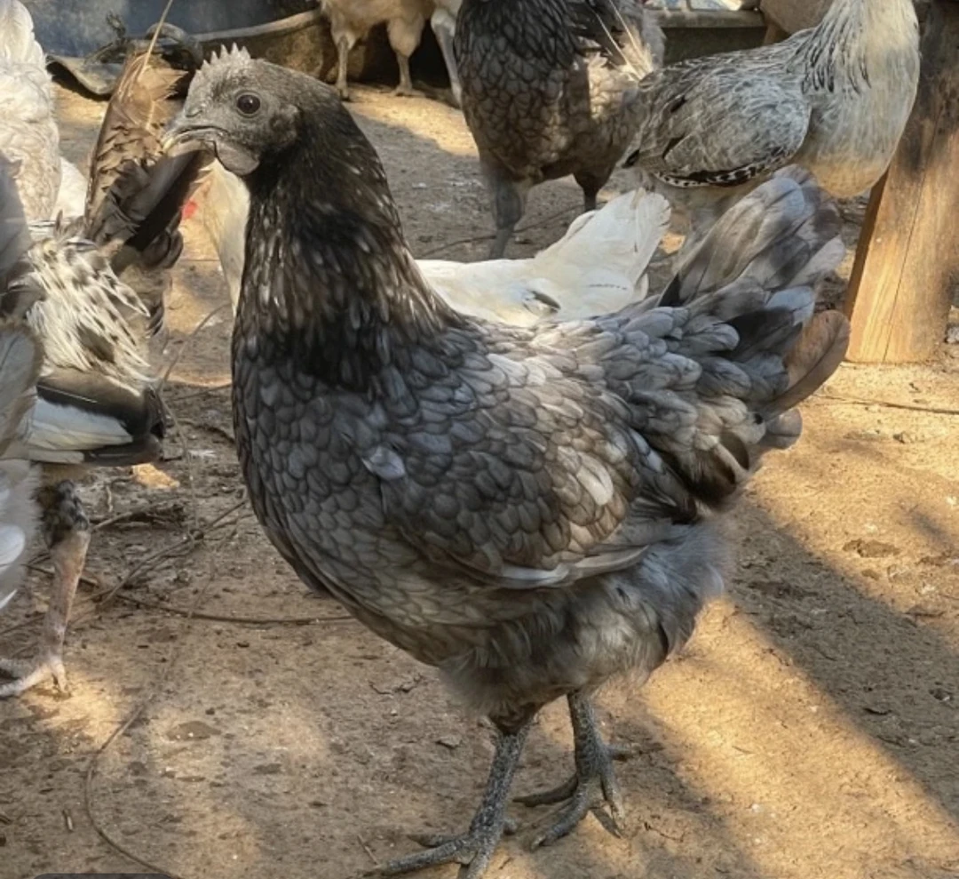 【瓦灰鸡绿壳蛋】江西山林散养回家续养不挑食五谷杂粮