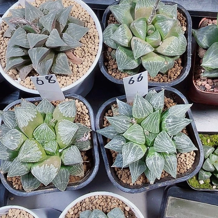 实生系列新手好养