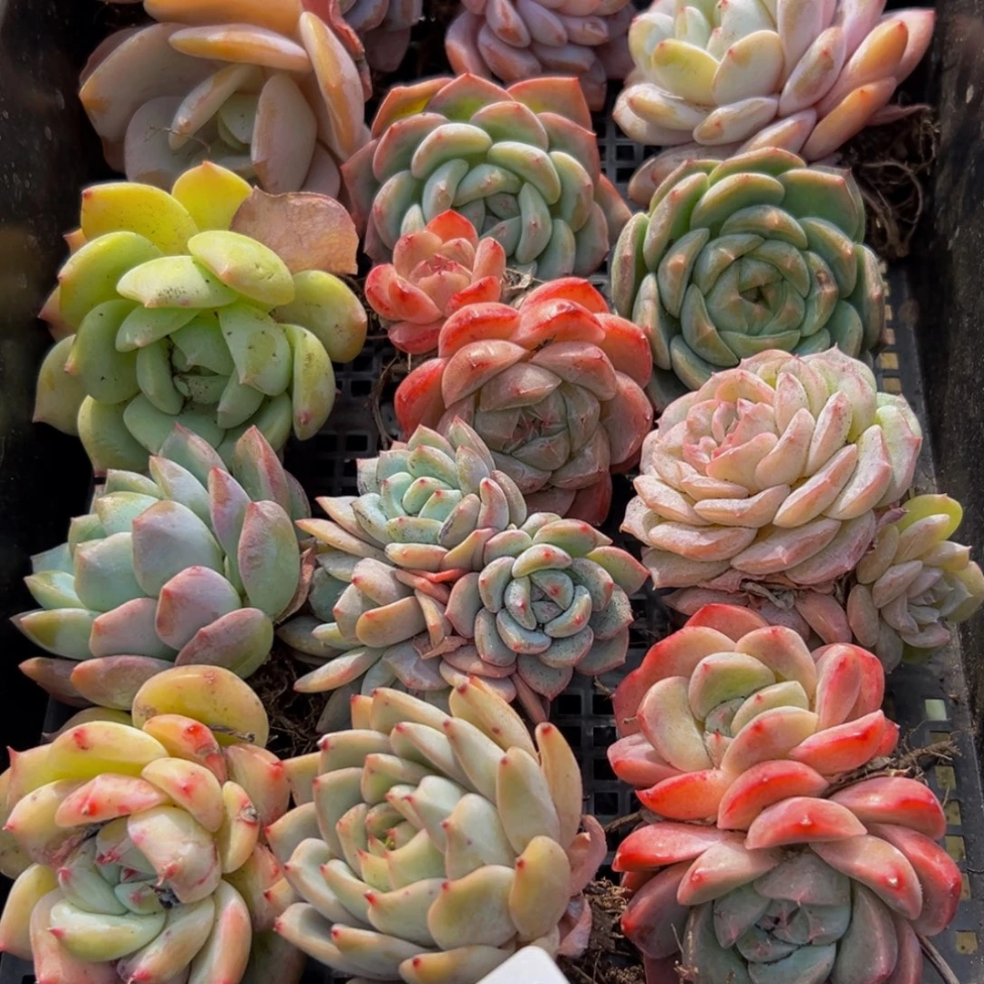 747大热的一天终于过去啦